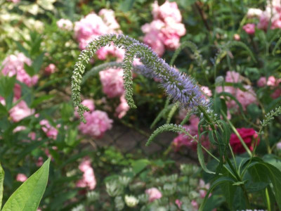 DSCF4127.JPG