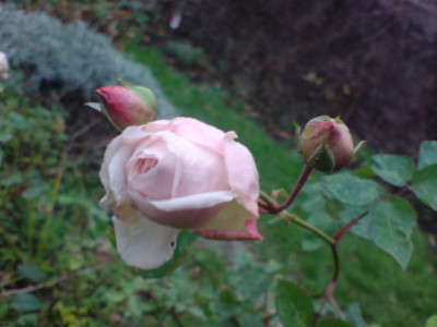 januar_souvenir_sdm.JPG
