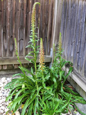 Digitalis parviflora 21.06.17.JPG