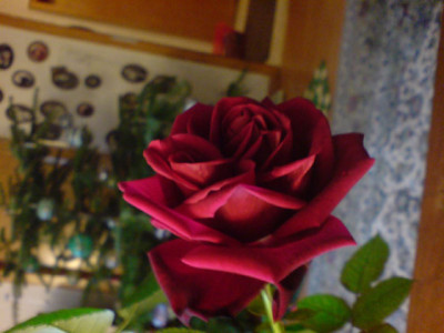dunkel_rose__weihnachten_und_januar_1.JPG