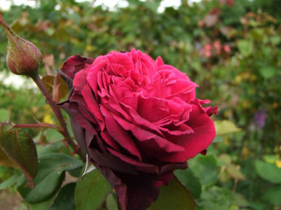 2017_0621RosenRittersporn0041.JPG