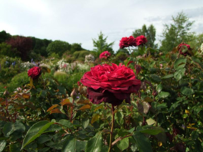 2017_0621RosenRittersporn0050.JPG