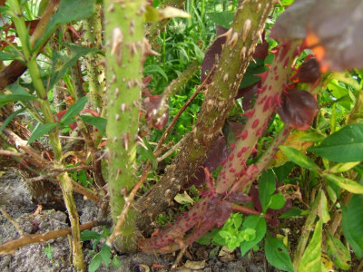 2017_0621RosenRittersporn0026.JPG