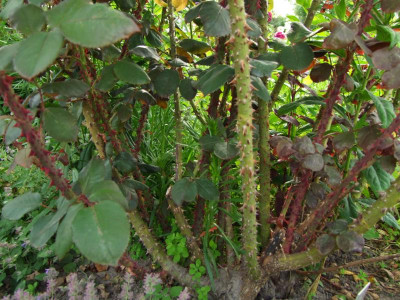 2017_0621RosenRittersporn0027.JPG