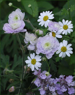 Geranium_Nepeta.JPG