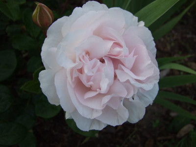 2017_0621IIRosenRittersporn0019.JPG