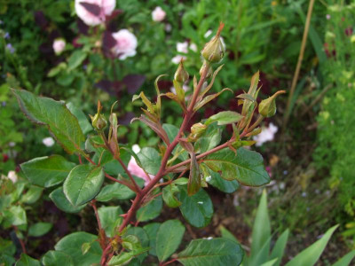 2017_0621IIRosenRittersporn0011.JPG