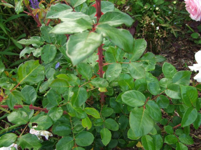 2017_0621IIRosenRittersporn0014.JPG