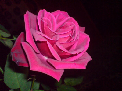 dunkel_rose__weihnachten_und_januar_2.JPG