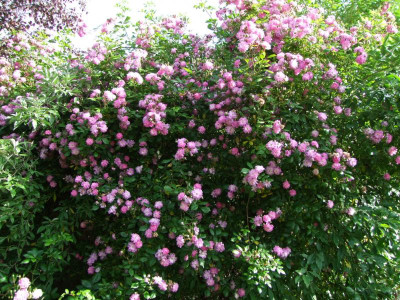 2017_0621RosenRittersporn0130.JPG
