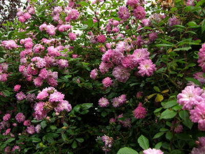 2017_0621IIRosenRittersporn0059.jpg