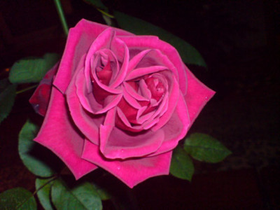 dunkel_rose__weihnachten_und_januar_3.JPG
