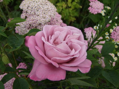 2017_0621IIRosenRittersporn0070.JPG