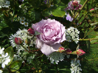 2017_0621RosenRittersporn0141.JPG