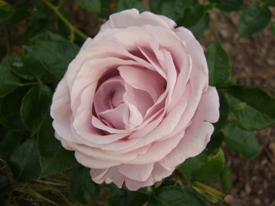 2017_0621IIRosenRittersporn0033.JPG