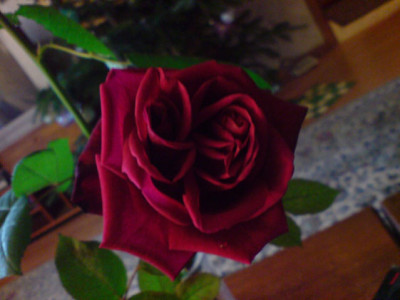 dunkel_rose__weihnachten_und_januar_4.JPG