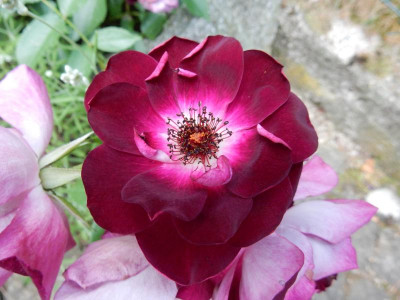 DSCN2833.JPG