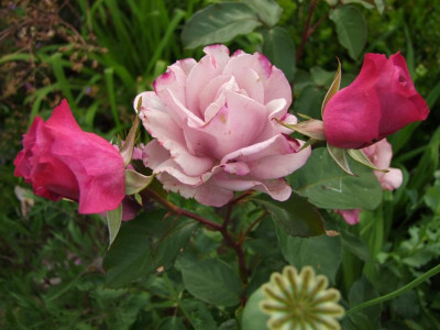 2017_0621IIRosenRittersporn0062.JPG