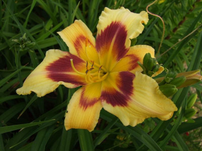 2017_0621IIRosenRittersporn0028.JPG