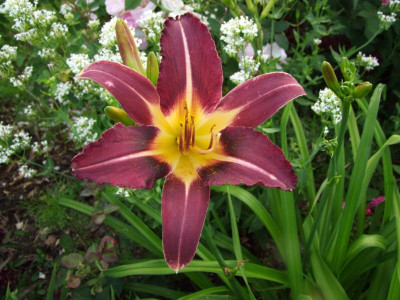 2017_0621IIRosenRittersporn0023.JPG