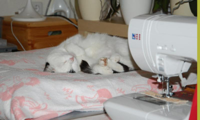 DSC_8794a.jpg