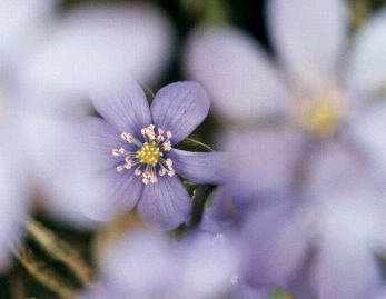 Hepatica_nobilis_ausschnitt.jpg