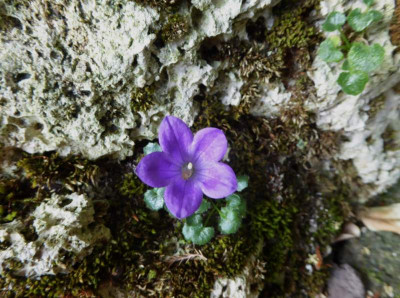 Canpanula morettiana ...  22.6.17 002.jpg