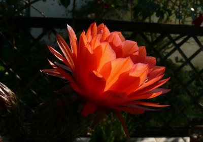 Echinopsis.jpg
