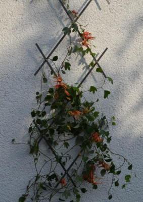 Passiflora_aurantia.17-1.jpg
