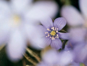 Hepatica_nobilis_2.jpg