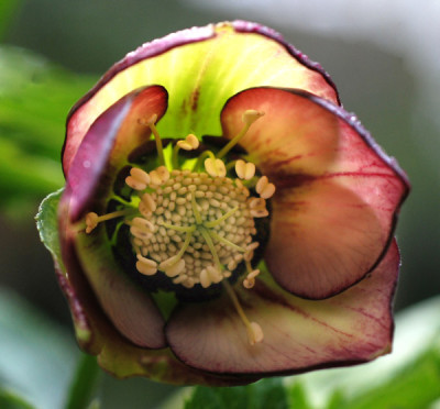 Helleborus-Jan-07-k.jpg