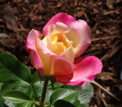 rose11.jpg