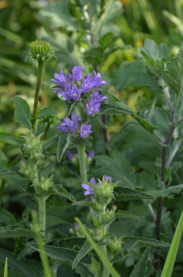 Campanula_glomerata.17-1.jpg