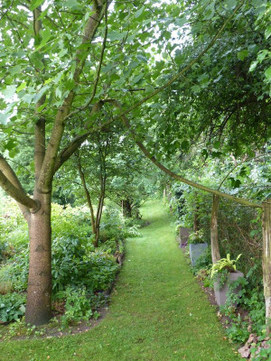 2017-06-22 Liriodendron 1.jpg