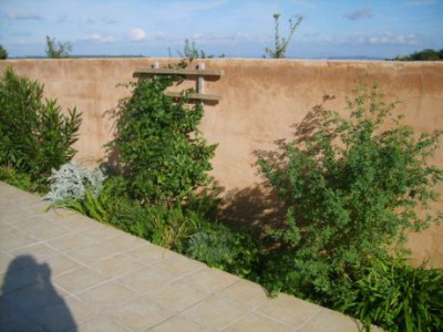 Lonicera1.jpg