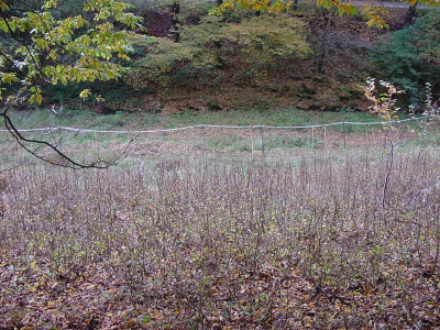 lummerkehainbuchennachher2015.JPG