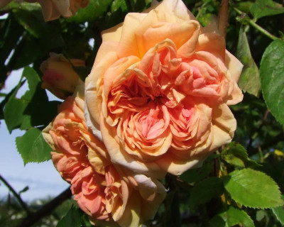 2017_0621RosenRittersporn0125.jpg
