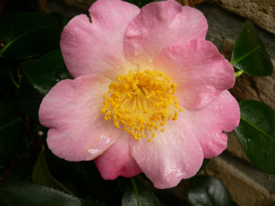 Jap.-Apple-Blossom.jpg