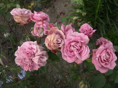 2017_0621IIRosenRittersporn0044.jpg
