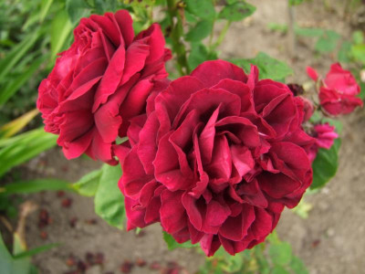 2017_0621IIRosenRittersporn0049.JPG