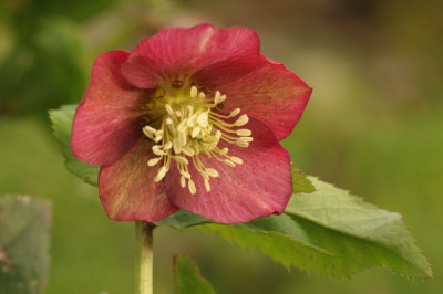 helleborus_orientalis_4428.jpg