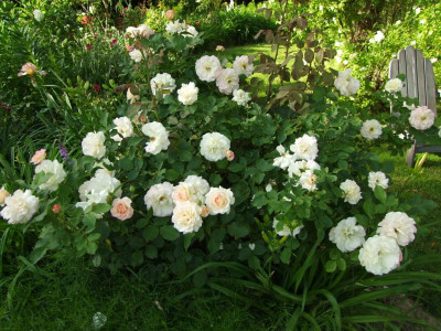 2017_0621RosenRittersporn0122.JPG