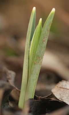 galanthus_john_gray_4423.jpg