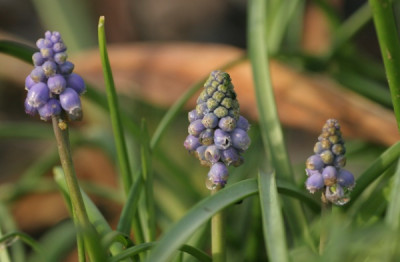 muscari_4419.jpg