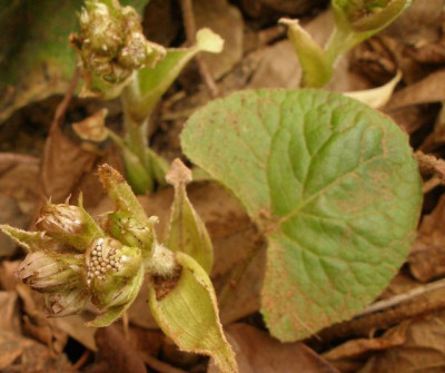 2007-01-07_petasites_fragrans.jpg