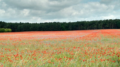 2017-06-23 Klatschmohn.jpg