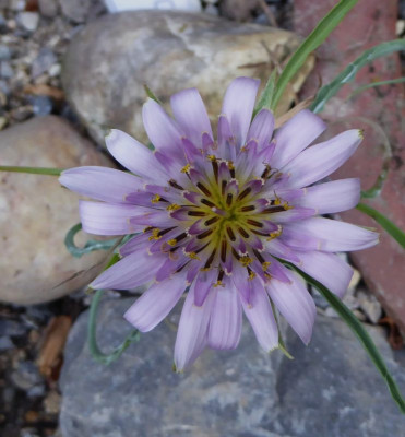 Scorzonera suberosa ssp. carensis  ...  25.5.17 001.jpg