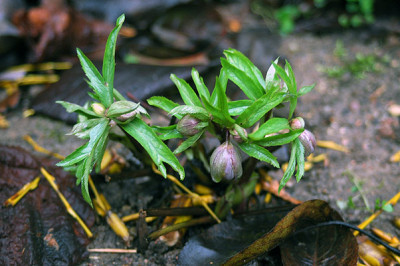 torquatus7427.jpg