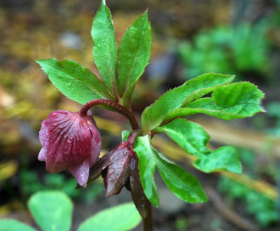 purpurascens7429.jpg