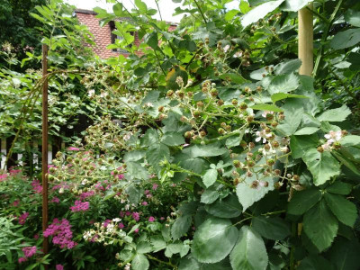 DSC00356.JPG